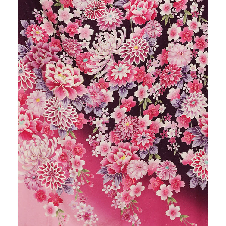 赤紫　大輪の菊や牡丹